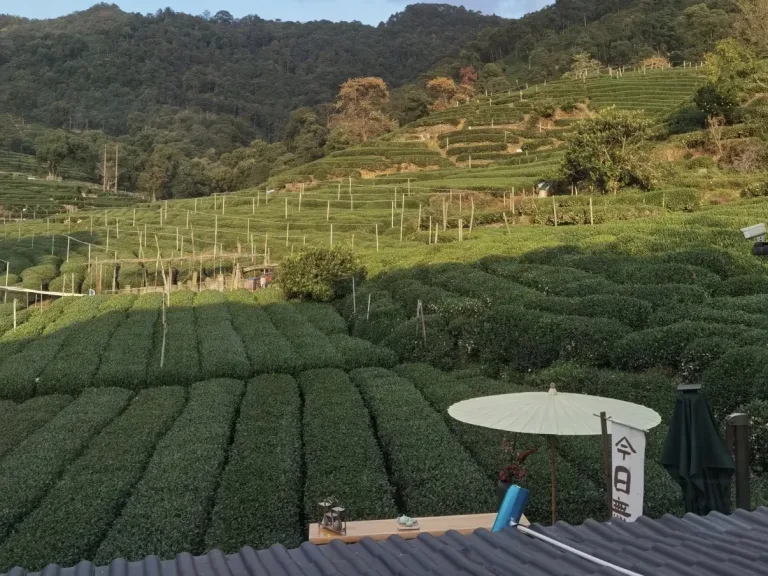 Tea Field in Meijiawu
