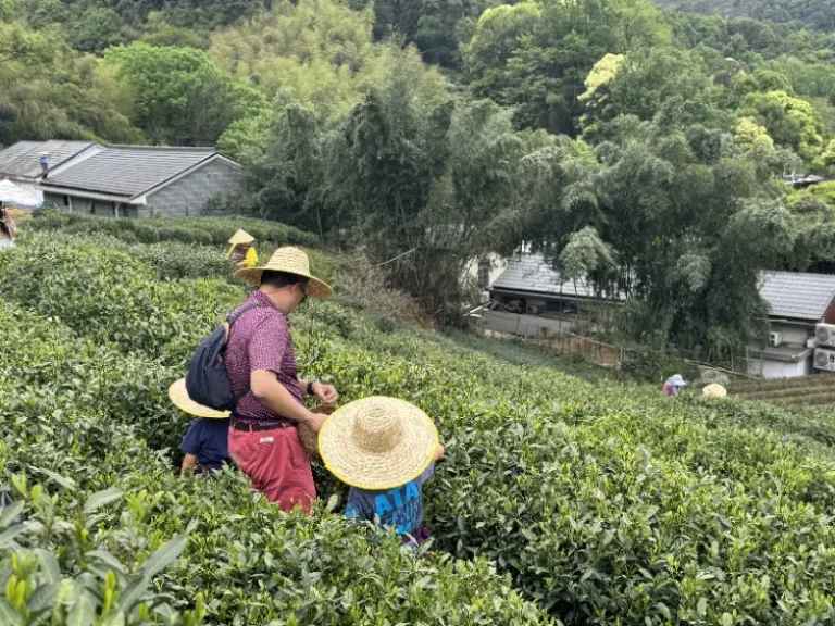 Tea Picking