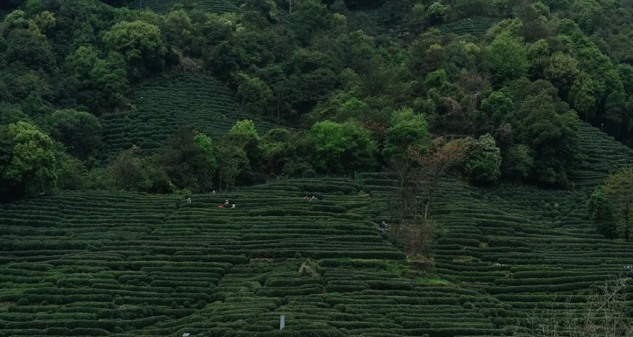 Longjing Village