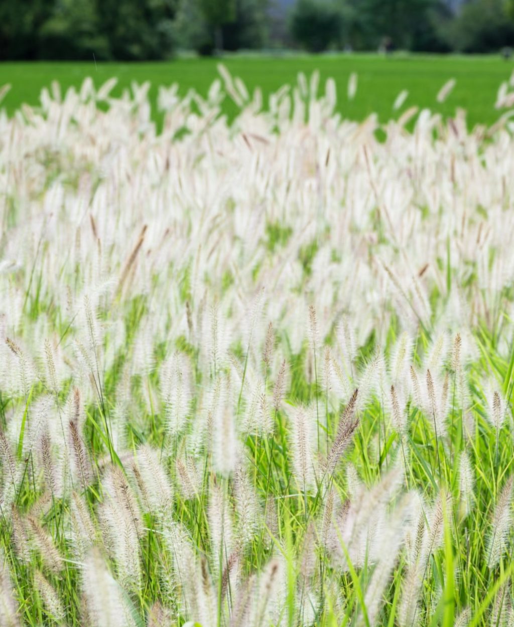 良渚遗址2