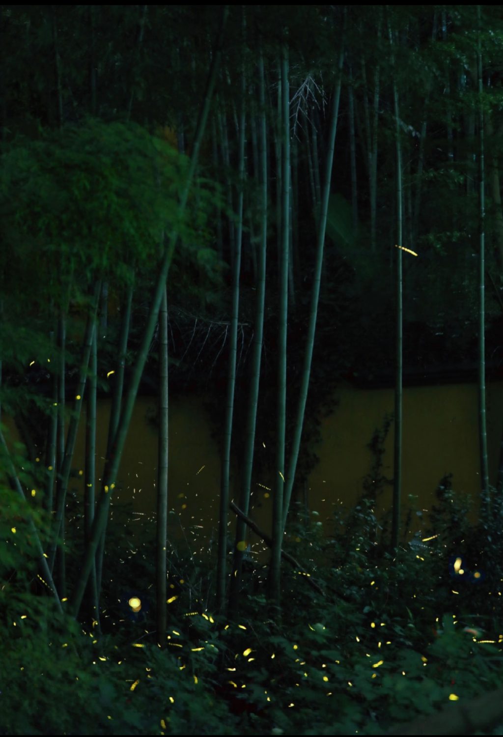 萤火虫1